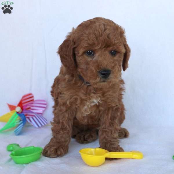 Carter, Mini Goldendoodle Puppy
